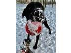 Adopt Scout a Black Labrador Retriever / Mixed dog in Potsdam, NY (33526666)