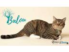 Adopt Balou a Gray or Blue Domestic Shorthair / Domestic Shorthair / Mixed cat