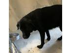 Adopt Dos a Black Labrador Retriever / Mixed dog in Milton, FL (33653058)