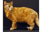 Adopt Muffy a Tiger Striped Domestic Shorthair (short coat) cat in Newland