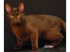 Adopt Mr. Ratbum a Brown or Chocolate Domestic Shorthair (short coat) cat in
