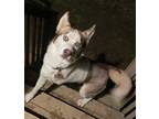 Adopt Biggie a White - with Brown or Chocolate Siberian Husky / Mixed dog in