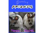 Adopt Rachel and Monica a White Other/Unknown / Mixed rabbit in Richlands