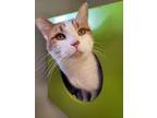 Adopt Rusty a Domestic Shorthair / Mixed (short coat) cat in Park City