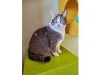 Adopt Charlotte a Domestic Shorthair / Mixed (short coat) cat in Park City