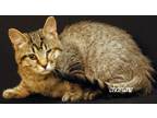 Adopt Meredith Palmer a Tiger Striped Domestic Shorthair (short coat) cat in