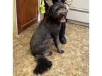 Adopt 22-006 Bailey a Labrador Retriever / Mixed dog in Aberdeen, WA (33652921)