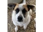 Adopt Dingle a Great Pyrenees / Cattle Dog / Mixed dog in Washburn