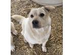 Adopt Blonde a Great Pyrenees / Cattle Dog / Mixed dog in Washburn