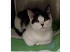Adopt Oreo a Domestic Shorthair / Mixed (short coat) cat in Heber, UT (33652818)