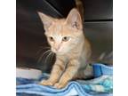 Adopt Zoom Zoom a Domestic Shorthair / Mixed (short coat) cat in Greeneville