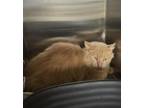 Adopt Pat a White Domestic Longhair / Mixed (short coat) cat in Athens