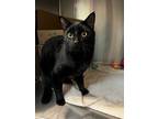 Adopt Oswald a Domestic Shorthair / Mixed cat in Prince George, BC (33646961)