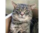 Adopt Gilbert a Gray or Blue Domestic Shorthair / Mixed cat in Tulsa