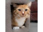 Adopt Mango a Orange or Red (Mostly) Domestic Shorthair / Mixed (short coat) cat