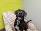 Adopt Berto a Black American Staffordshire Terrier / Mixed dog in Florence