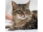 Adopt Ricky (& Grace) a Brown Tabby Maine Coon / Mixed (long coat) cat in
