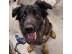 Adopt Dancer a Black Shepherd (Unknown Type) / Mixed dog in Spanish Fork