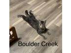 Adopt Boulder Creek a Brown Tabby Domestic Shorthair / Mixed (short coat) cat in