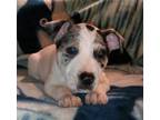 Adopt Franky a Australian Shepherd / Collie / Mixed dog in Scottsboro