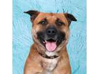 Adopt Abu a Tan/Yellow/Fawn German Shepherd Dog / Mixed dog in East ST Louis