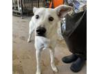 Adopt Lenny a White - with Tan, Yellow or Fawn Shepherd (Unknown Type) / Mixed