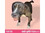 Adopt Newton a Brindle Pit Bull Terrier / Mixed dog in Edinburg, TX (33648674)