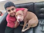 Adopt Bamboo a Tan/Yellow/Fawn American Staffordshire Terrier / Mixed dog in