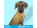 Adopt Lorenzo a Brown/Chocolate Shepherd (Unknown Type) / Mixed dog in Edinburg