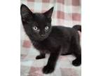 Adopt Bug a All Black Domestic Mediumhair / Mixed (medium coat) cat in