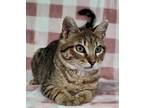Adopt Copper a Brown Tabby Domestic Shorthair / Mixed (short coat) cat in