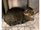 Adopt Gus a Brown Tabby Domestic Shorthair / Mixed (short coat) cat in Stanhope