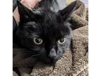 Adopt Crow a All Black Domestic Shorthair / Mixed cat in West Olive