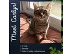 Adopt Carlyn a Brown or Chocolate Domestic Shorthair / Mixed cat in Starkville