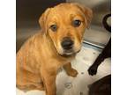 Adopt Warrior Xena 22-01-055 a Tan/Yellow/Fawn Rottweiler / Mastiff / Mixed dog