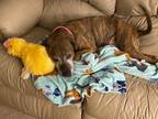 Adopt CHLOE a Brindle Boxer / Labrador Retriever / Mixed dog in Cincinnati