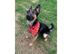 Adopt Lilly a Black - with Tan, Yellow or Fawn German Shepherd Dog dog in