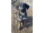 Adopt Blitzen a Flat-Coated Retriever / Labrador Retriever / Mixed dog in