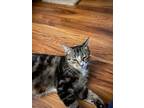 Adopt MARTHA A Brown Tabby Domestic Shorthair (short Coat) Cat In Fort Pierce