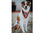 Adopt Hart a Border Collie / St. Bernard dog in Albuquerque, NM (33648815)