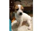 Adopt Rocky a White Mixed Breed (Medium) / Mixed dog in Wichita, KS (33650651)