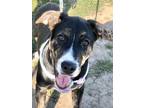 Adopt Faith a Tricolor (Tan/Brown & Black & White) Pit Bull Terrier / Mixed dog