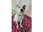 Adopt PATCH a White - with Black American Pit Bull Terrier / Mixed dog in