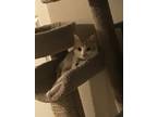 Adopt Pumpkin a Orange or Red (Mostly) American Shorthair / Mixed (short coat)