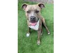 Adopt Apollo a Brindle - with White American Pit Bull Terrier / Mixed dog in