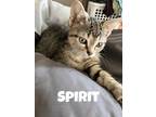 Adopt Spirit a Brown Tabby Domestic Shorthair (short coat) cat in Virginia