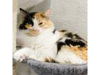 Adopt Cali-Co a Calico or Dilute Calico Domestic Mediumhair / Mixed cat in San