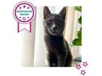 Adopt Drifter a Gray or Blue Domestic Shorthair / Mixed cat in Gainesville