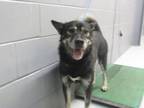 Adopt 79743 a Black German Shepherd Dog / Husky dog in Nogales, AZ (33650201)