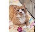 Adopt Cleats a Orange or Red Polydactyl/Hemingway (short coat) cat in Great